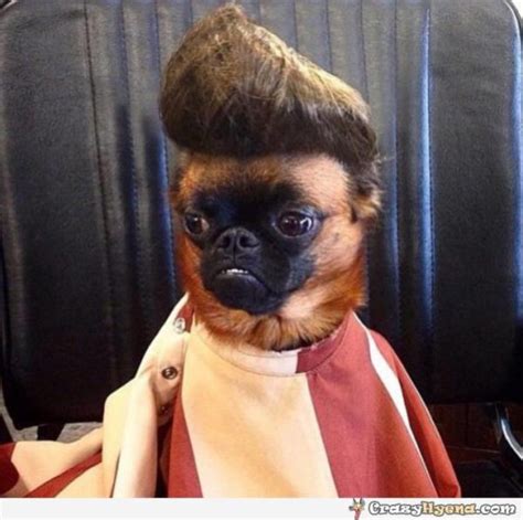 funny dog haircut memes|funny dog head haircuts.